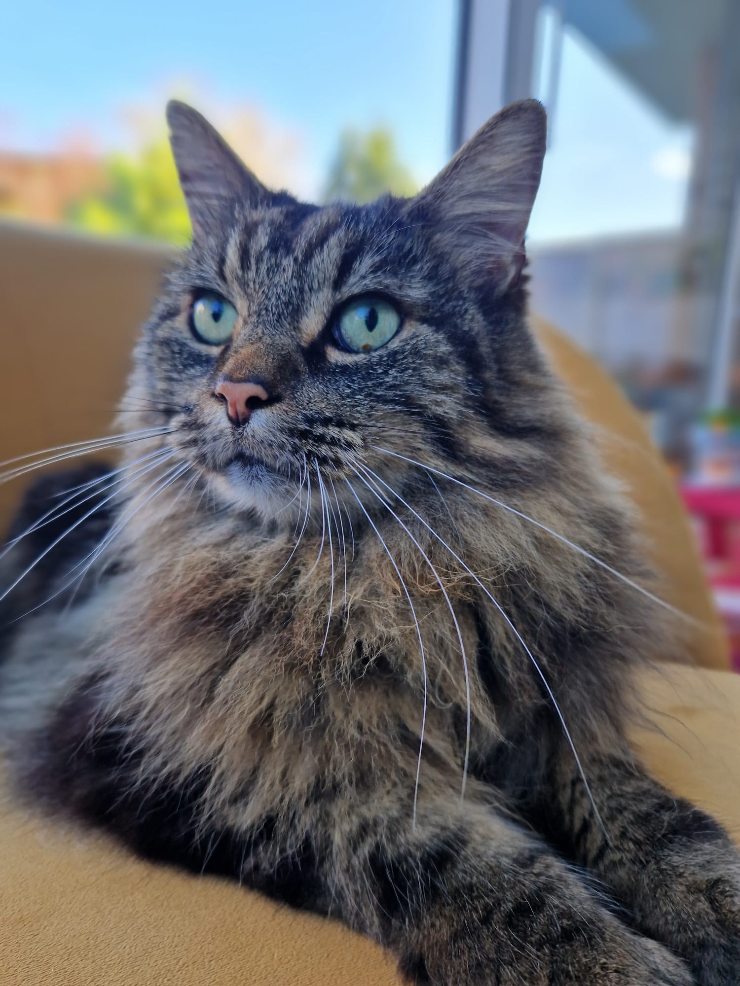 Kat die Sylvie verzorgt